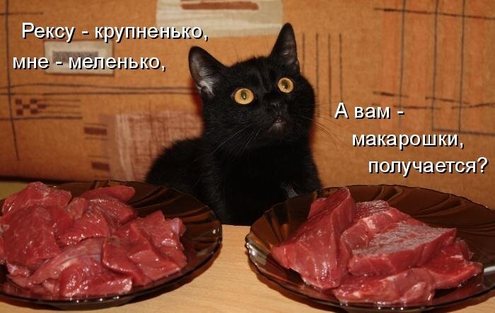 прикол про зайца и крыльцо. хочу мяса. кот и кусок мяса смешное. кот кушает. давай мясо.