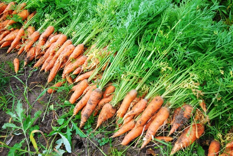 Рецепт лучшей Подкормки, после которой Морковь идет в быстрый рост
