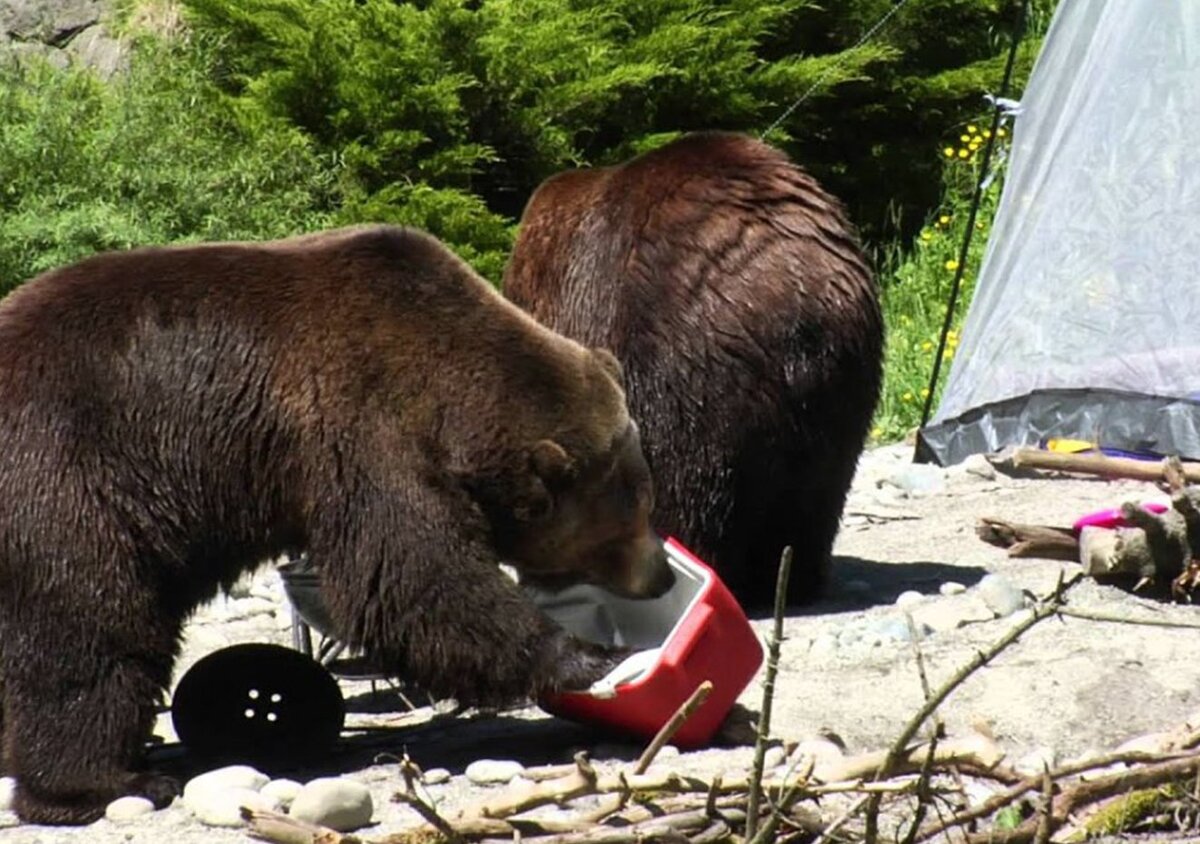 Bear park. Пьяный медведь. Медведь в палатке. Медведь в лагере. Бурый медведь нападает на человека.