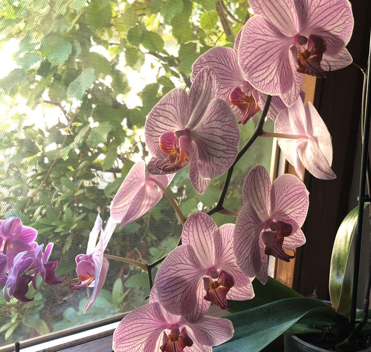 Цветки орхидеи стали намного крупнее.