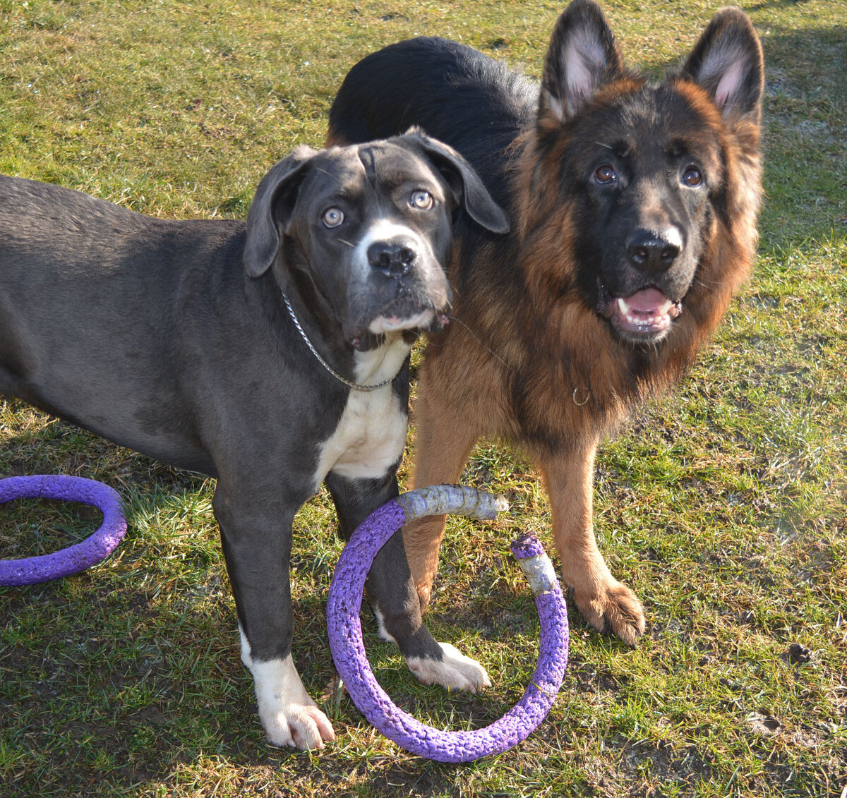 Сладкая парочка ))