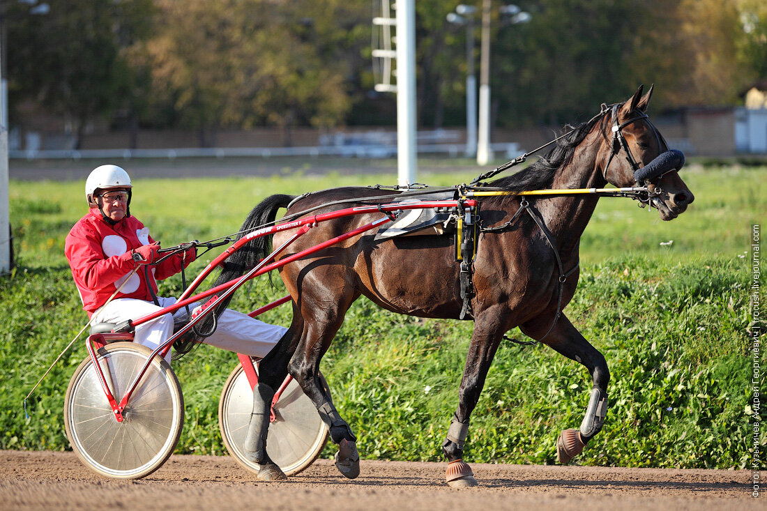 Цми бега. Скачки на ипподроме в москве. Орловские рысаки на ипподроме. Рысистые бега на московском ипподроме. Московский ипподром жолтовский.