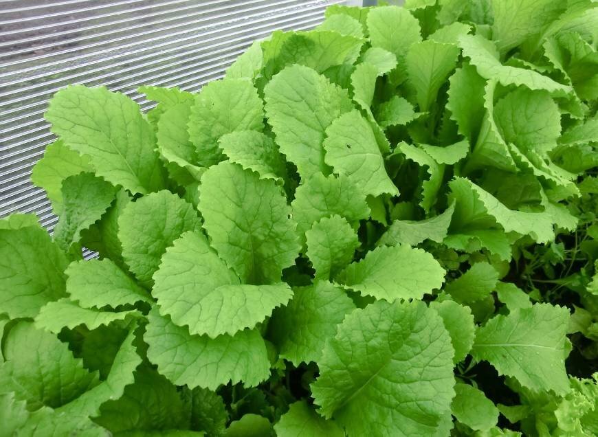 фото взято с сайта бабушкинырецепты.рф