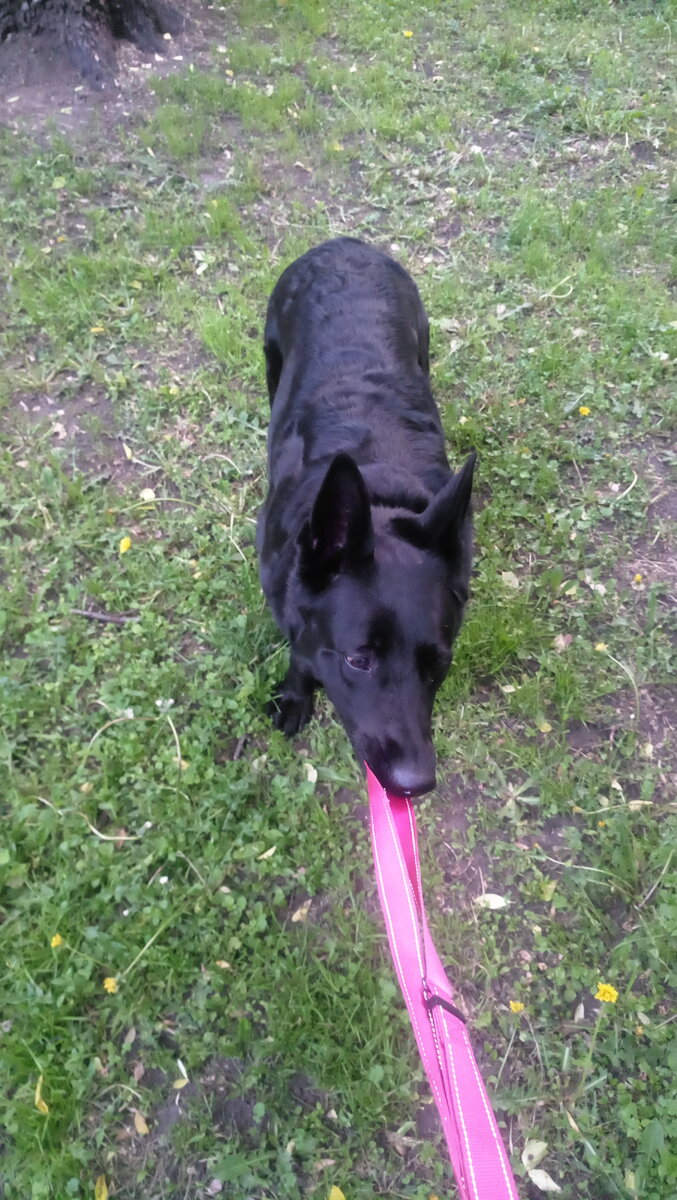 Зовет гулять, ведь ей не объяснишь, что нужно дома сидеть, ведь самоизоляция. 