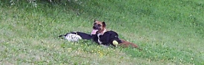 Моя старушка с другом-спаниэлем...