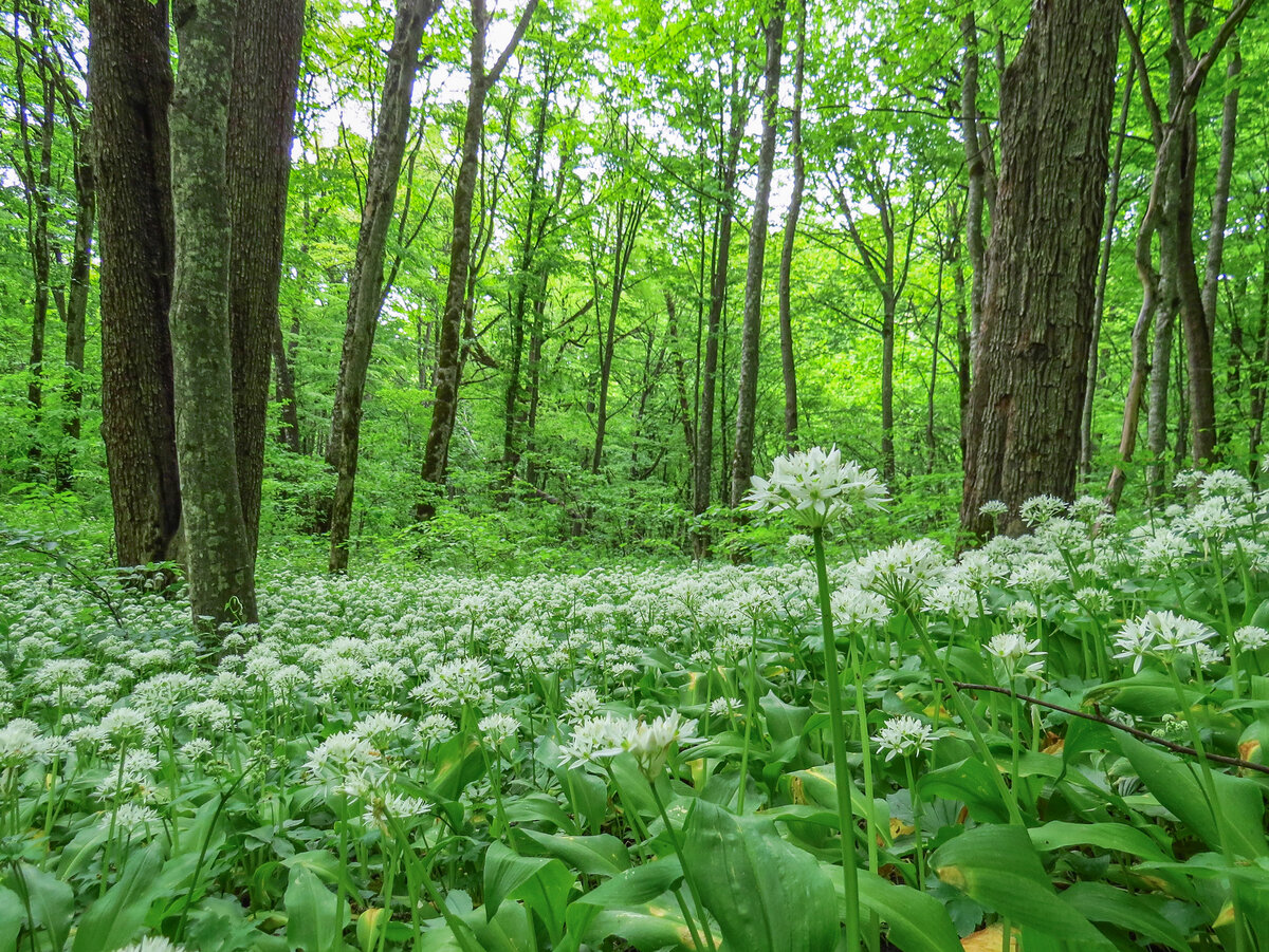 Черемша кавказская фото