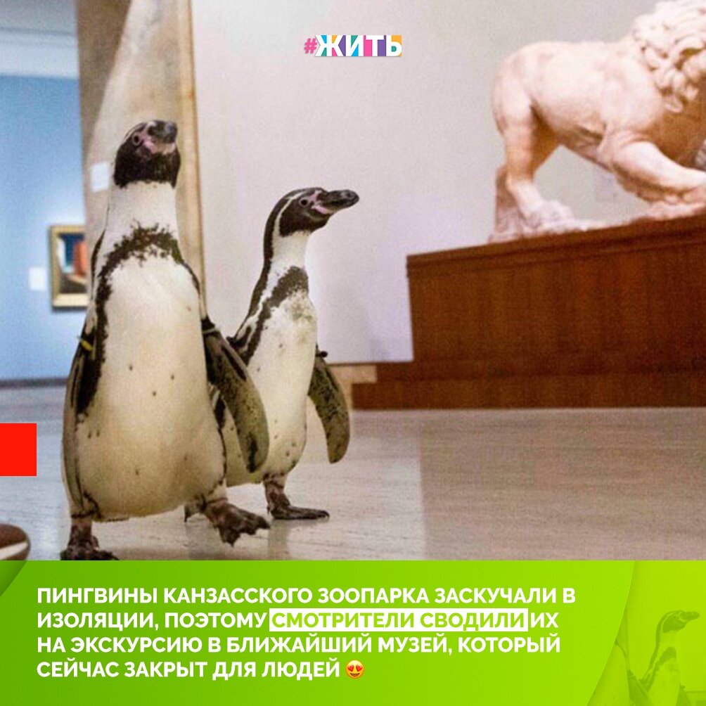 В музее искусств вновь появились посетители. И это пингвины из местного зоопарка, которым, ну очень скучно стало без посетителей☺ 
Обитателей зоопарка сводили на экскурсию. Трое ценителей искусства из Южной Америки – перуанские пингвины, прошлись по залам и ознакомились с экспонатами. Директор музея, который сопровождал важных гостей, отметил, что им больше всего понравились работы Караваджо🤔😍

А вы бы хотели попасть в музей вместе с такими ценителями искусства?🐧

#жить #проектжить #мирмыстобой #всебудетхорошо
