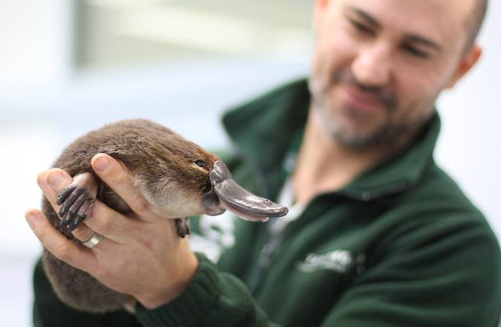 Такой миленький, а на самом деле - Секретный агент)