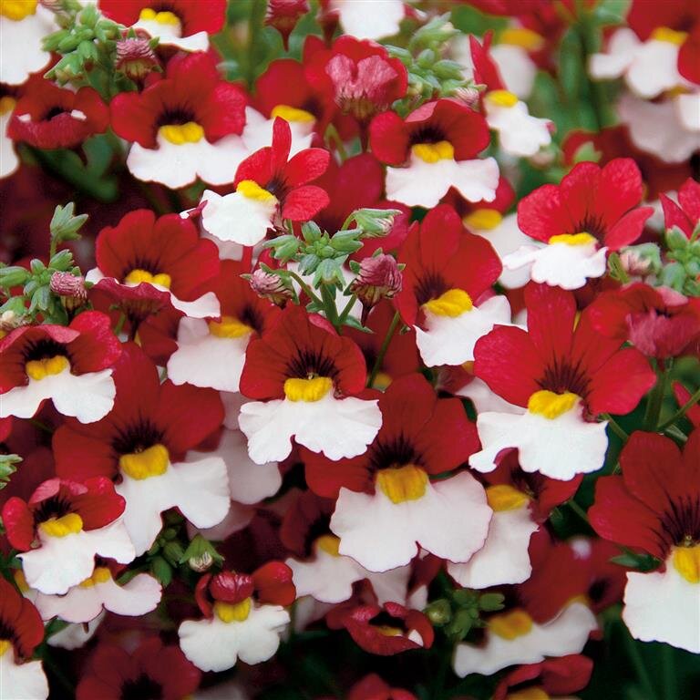 фото из сети 