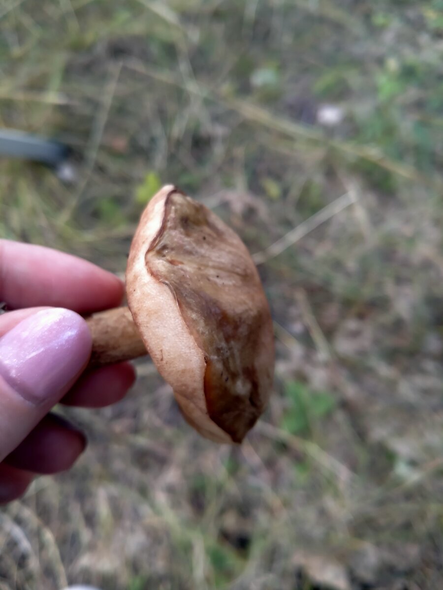 Полагаем, что маслёнок.