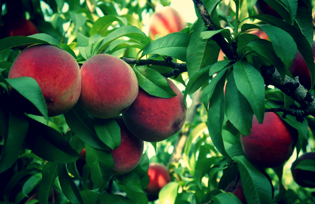 Вкусные персики.