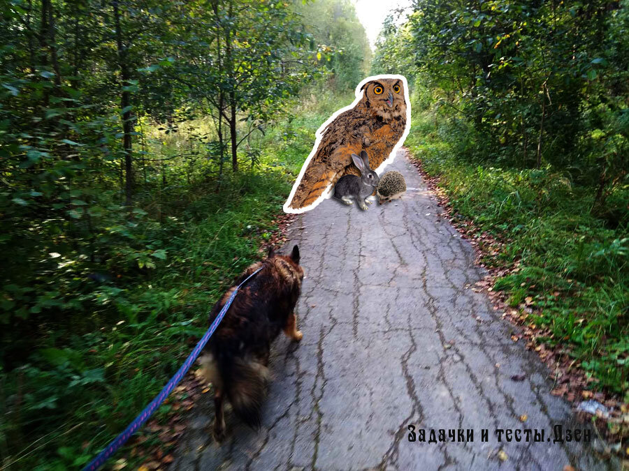 Источник: фото и коллаж авторов