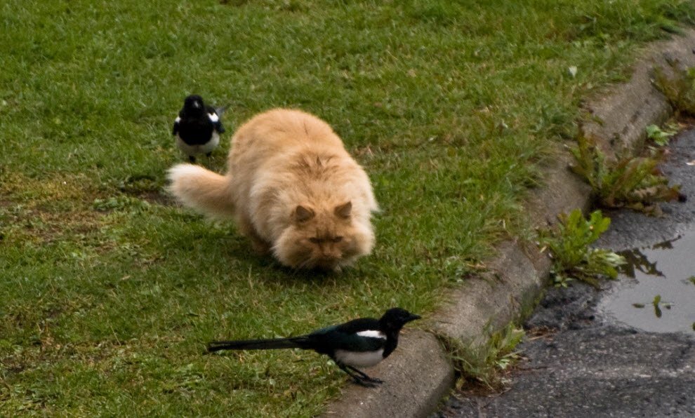 Кот думает, что он охотник