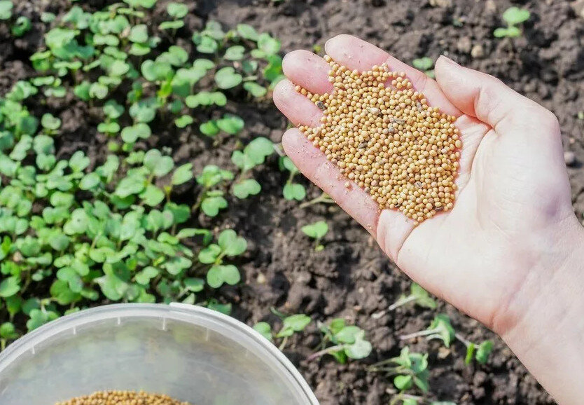 Семена сидератов. Фото взято из открытых источников.