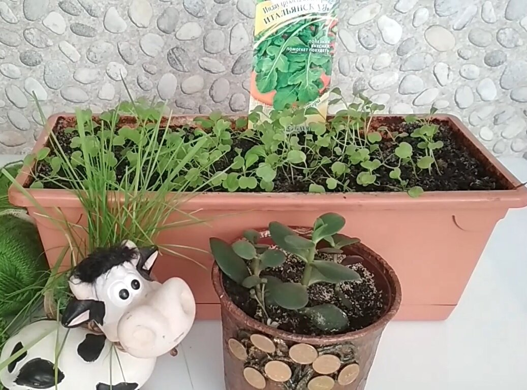 Мой домашний огород