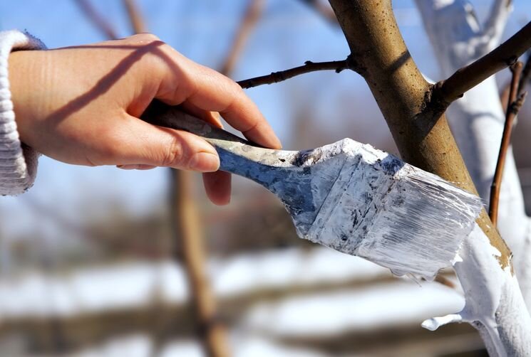 Побелка стволов деревьев осенью (изображение из интернета)