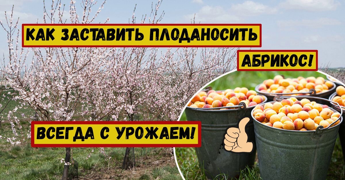 Как заставить абрикос плодоносить