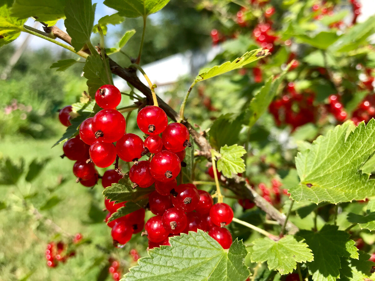 Фото смородины красной и черной