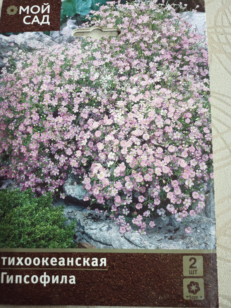 Тихоокеанская гипсофила . Фото автора .