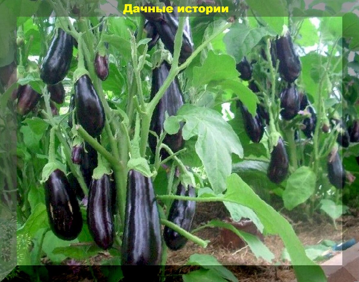 Как ухаживать за баклажанами в теплице. Баклажан внутри. Уход за баклажанами. Как ухаживать за баклажанами