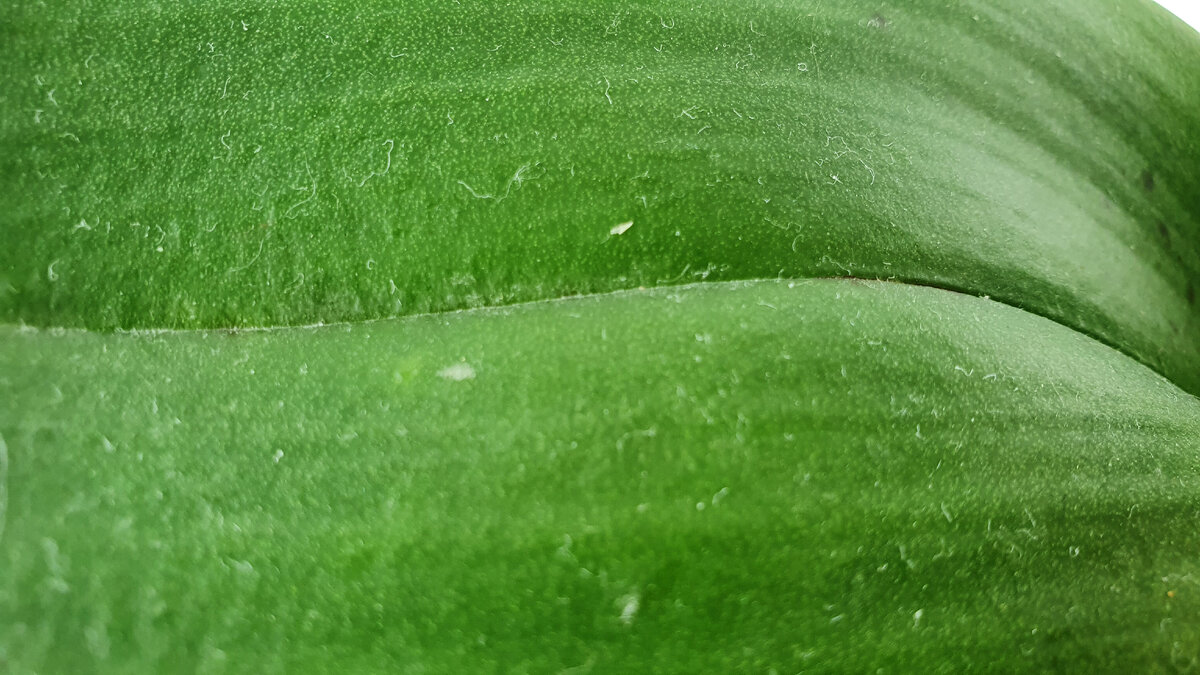 Пыль на листьях орхидеи