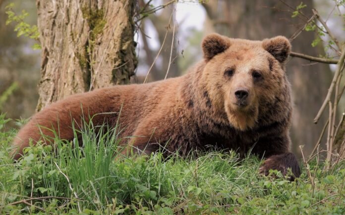                                                          Бурый медведь