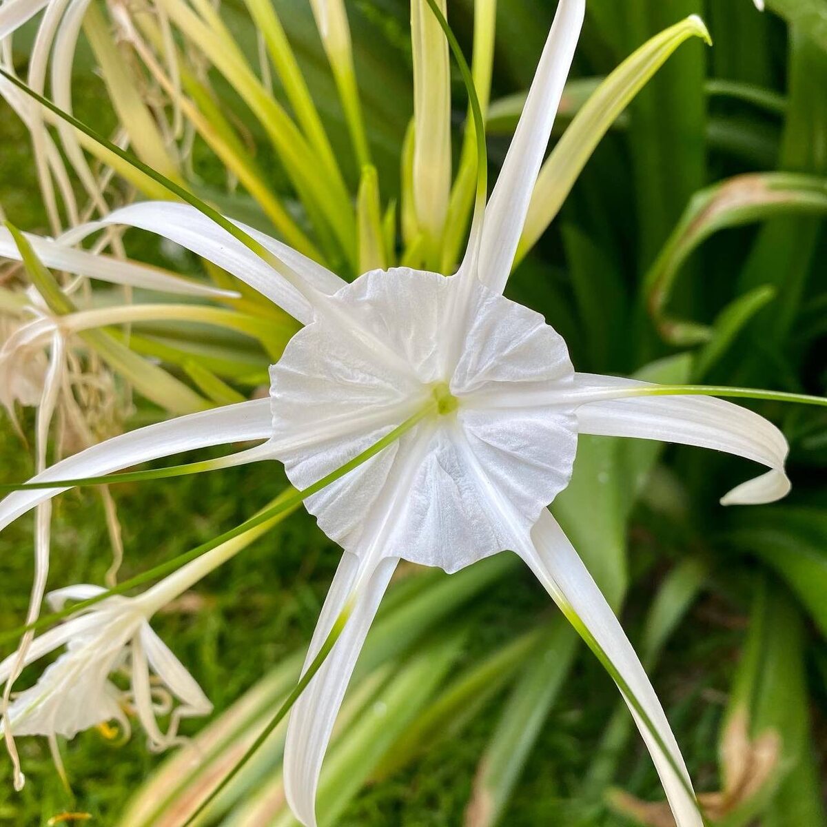 Такой цветок я видел раньше в Сингапуре.