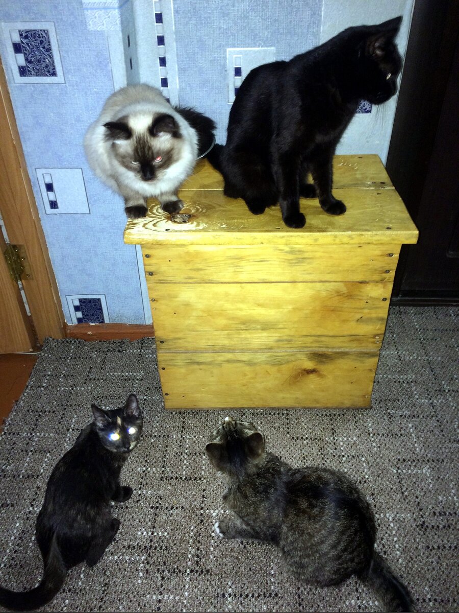 Впервые удалось сфотографировать всех вместе. Вверху Лейла и Чуприк, внизу Бася и Карамелька.