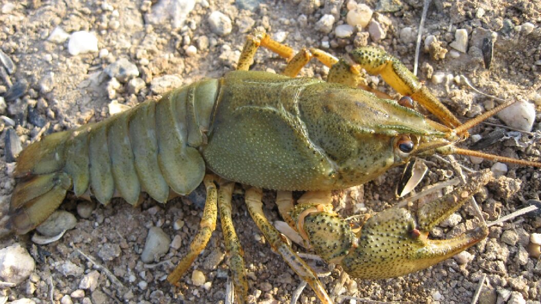 Из открытых источников. Широкопалый рак. Но мои были гораздо темнее, и, честное слово, клешни у них были в два раза больше.