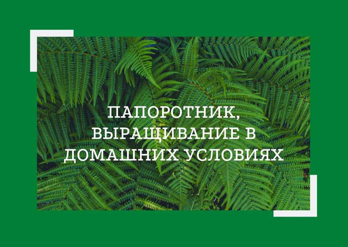 Каталог цветов: названия и фото, описание цветов, виды и сорта.