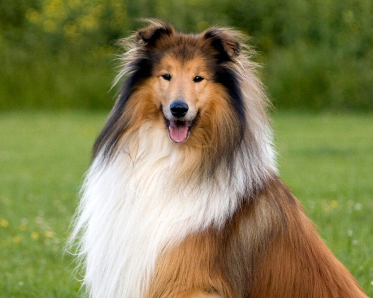 "Лесси" - довольно старый фильм про дружбу мальчика и собаки породы колли.