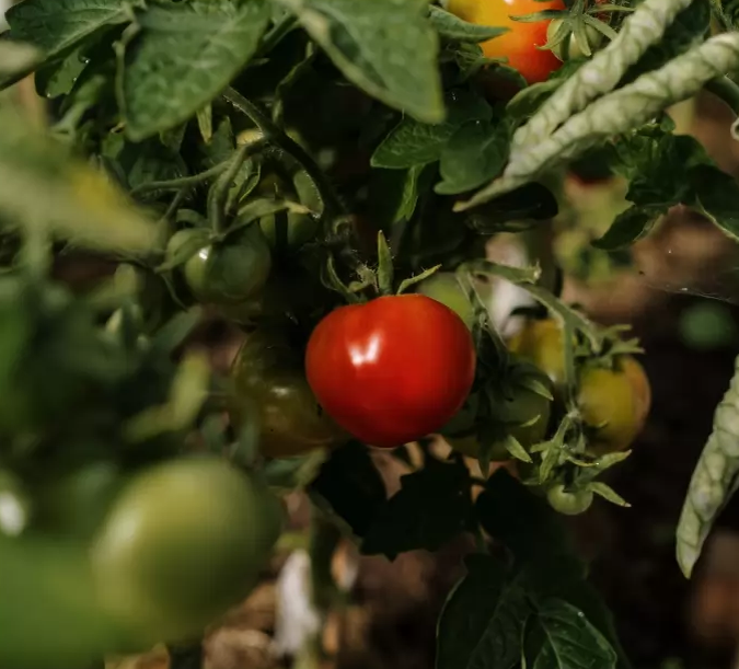 https://www.pexels.com/photo/green-and-red-tomatoes-5561311/