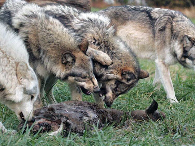 Никто не дотронется до еды пока не поест вожак стаи.
