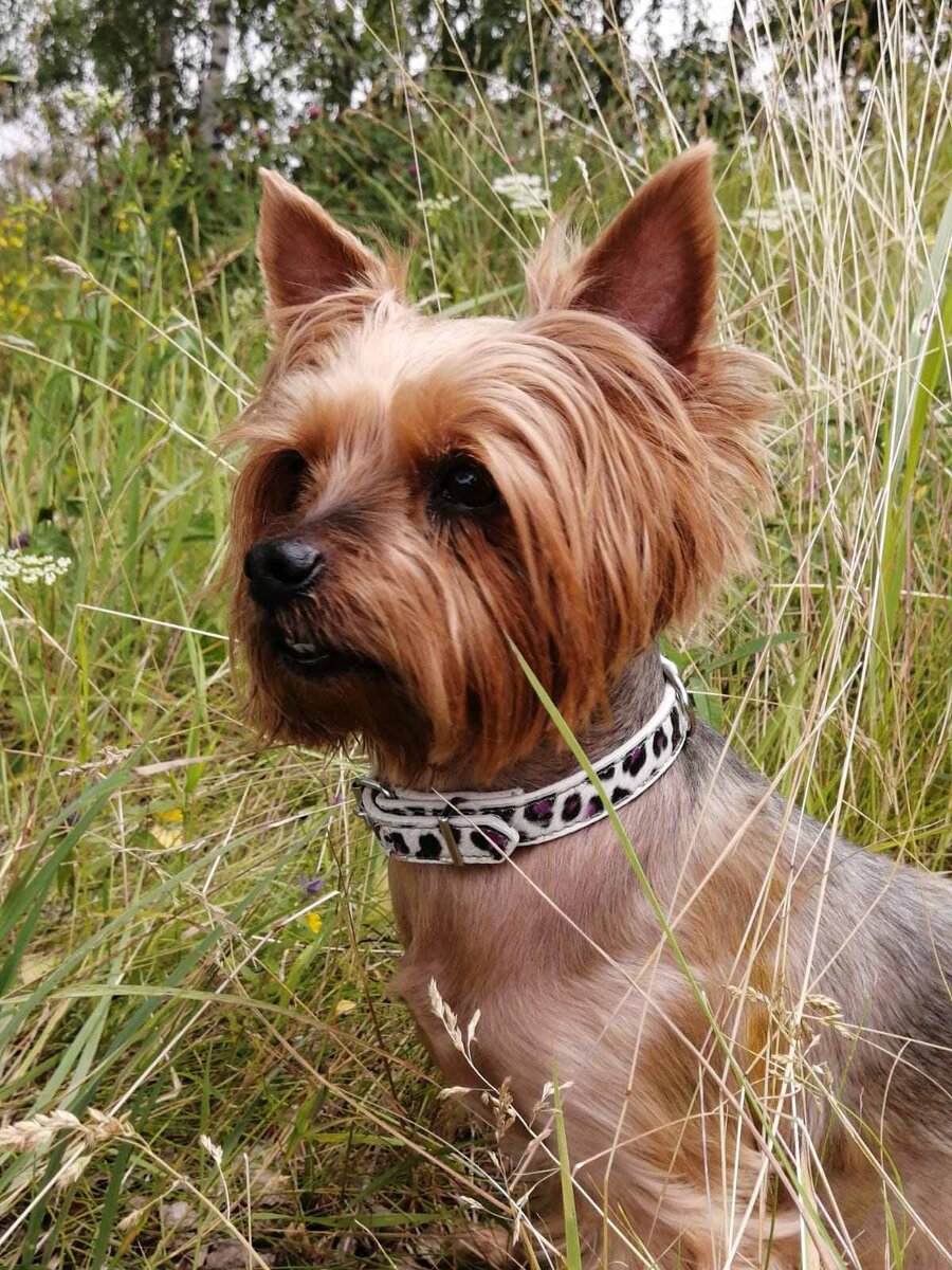 Жуля модель.