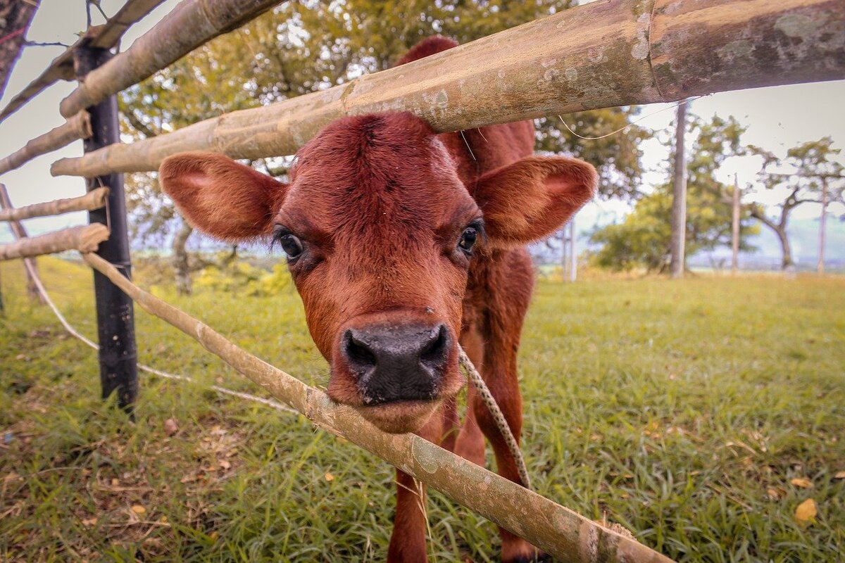 фото из свободных источников.