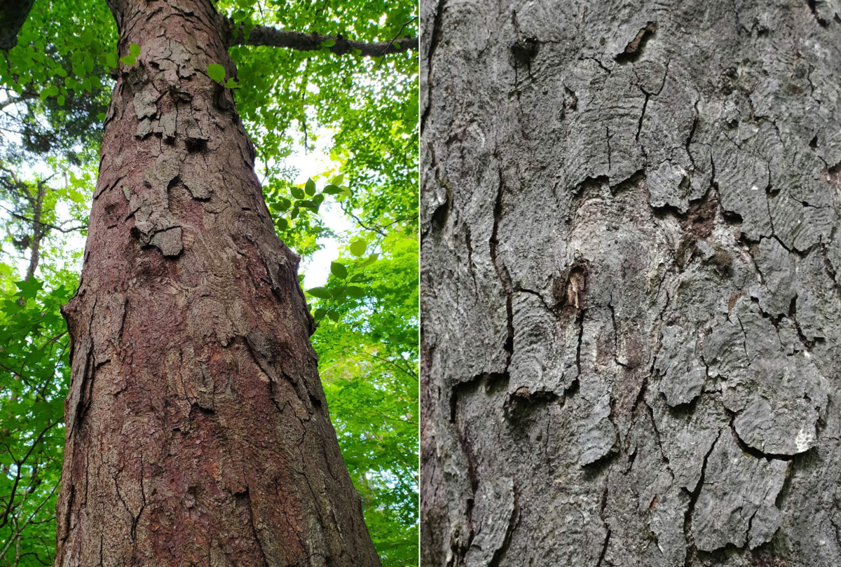 Береза Шмидта Betula schmidtii. Железное дерево береза Шмидта. Железная береза Шмидта древесина.