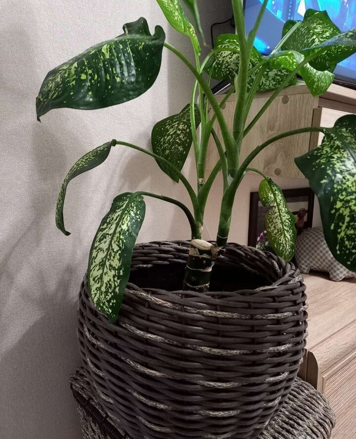 Кашпо из полиротанга