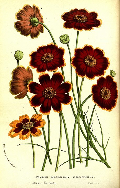 Фото: By Louis van Houtte - Scan of original book from Botanicus, Public Domain, https://commons.wikimedia.org/w/index.php?curid=20798310