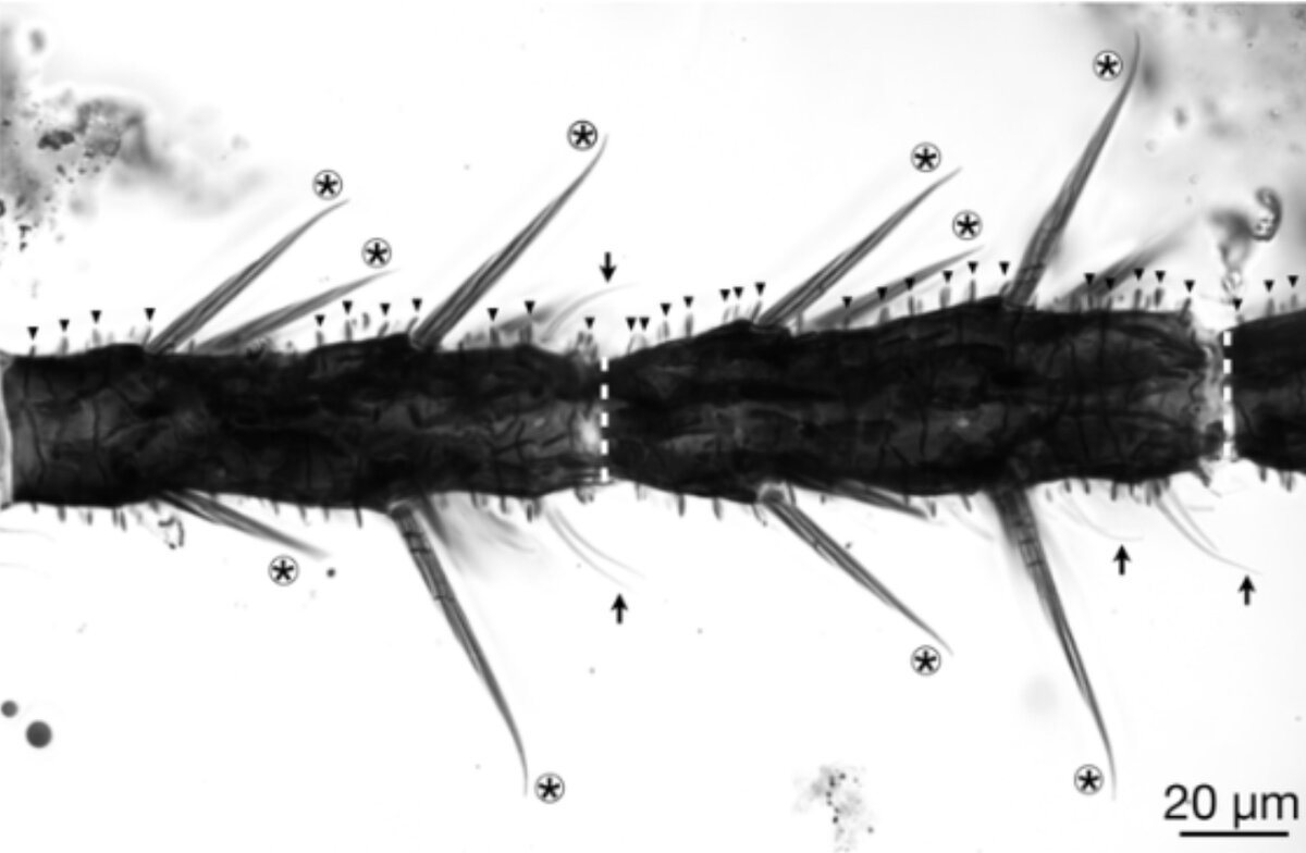 Фото: hokudai.ac.jp