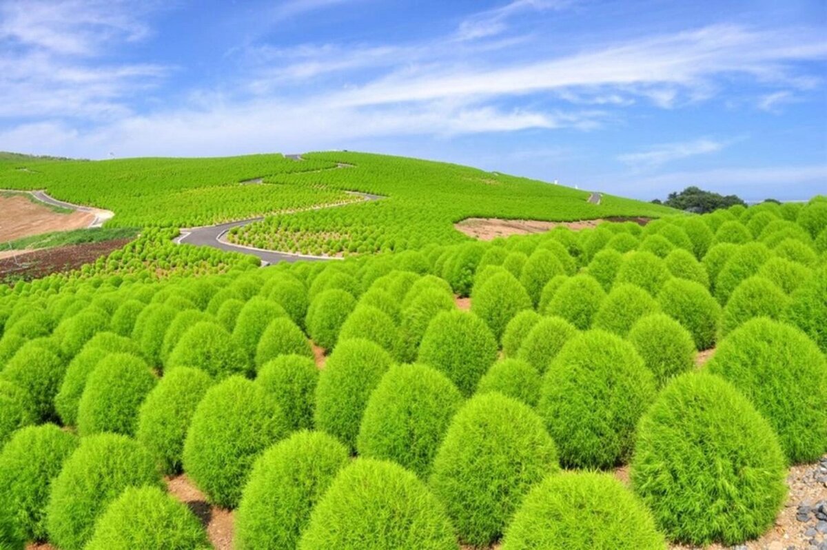 Кохия. Кохия Kochia. Кохия веничная волосистая. Кохия венечная зеленая.