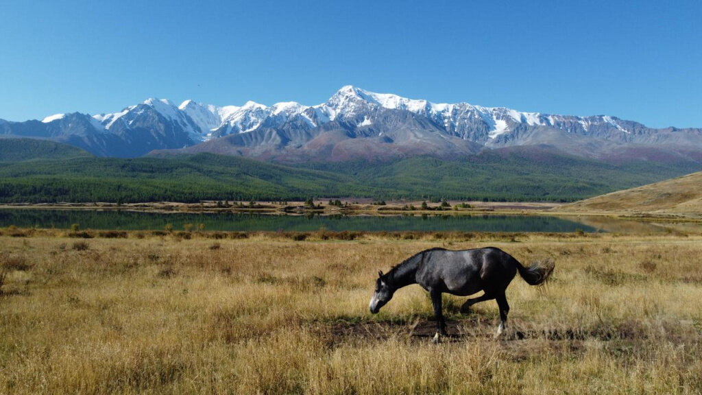 36 travel. Трон Чингисхана Тункинская Долина. Лошади на фоне Тункинских гор. Джангысколь озеро горный Алтай. Тункинская Долина Орлы фото летом.