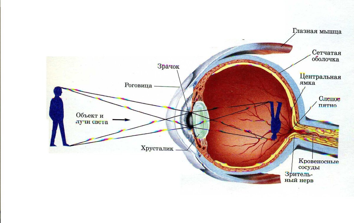 Хотя глазное яблоко размером с теннисный шарик, при взгляде в зеркало мы видим лишь его переднюю часть. Зрачок окружен радужной оболочкой, защищенной прозрачной роговицей.