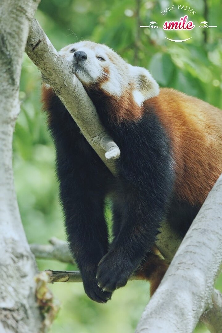 Малая панда