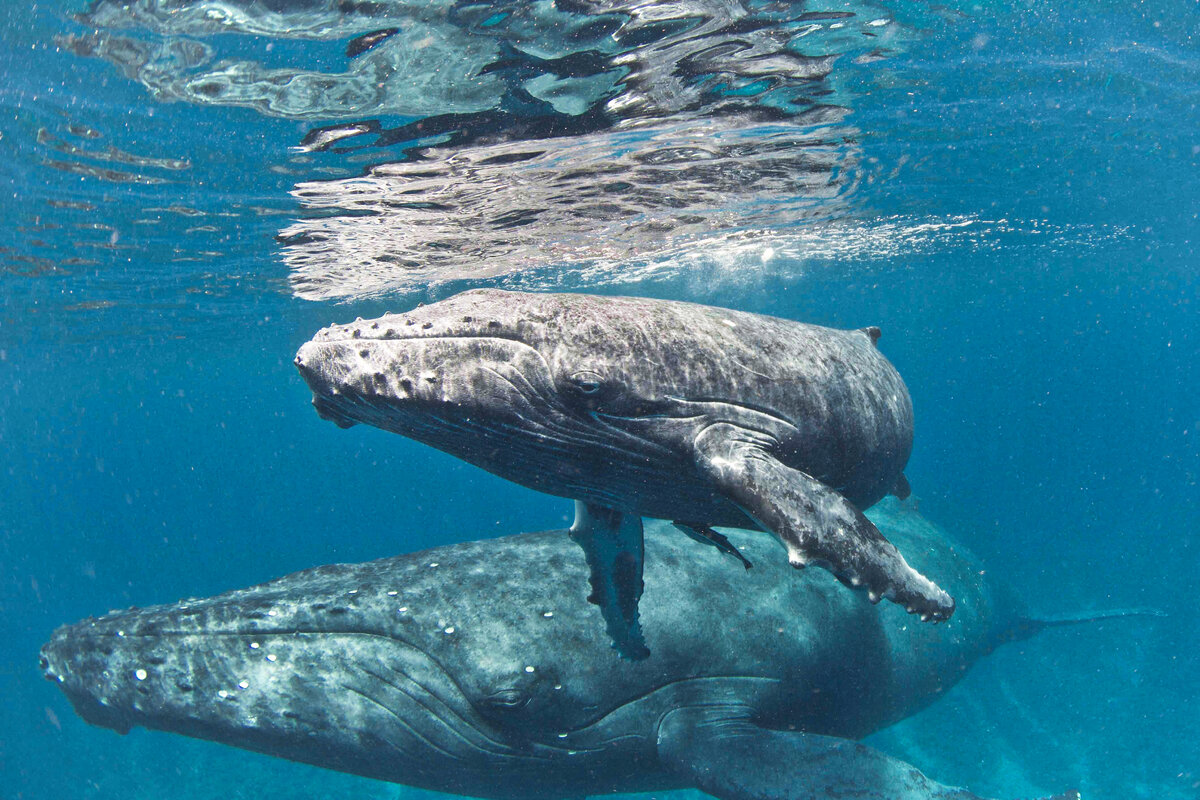 Мама и дите восхитительное зрелище