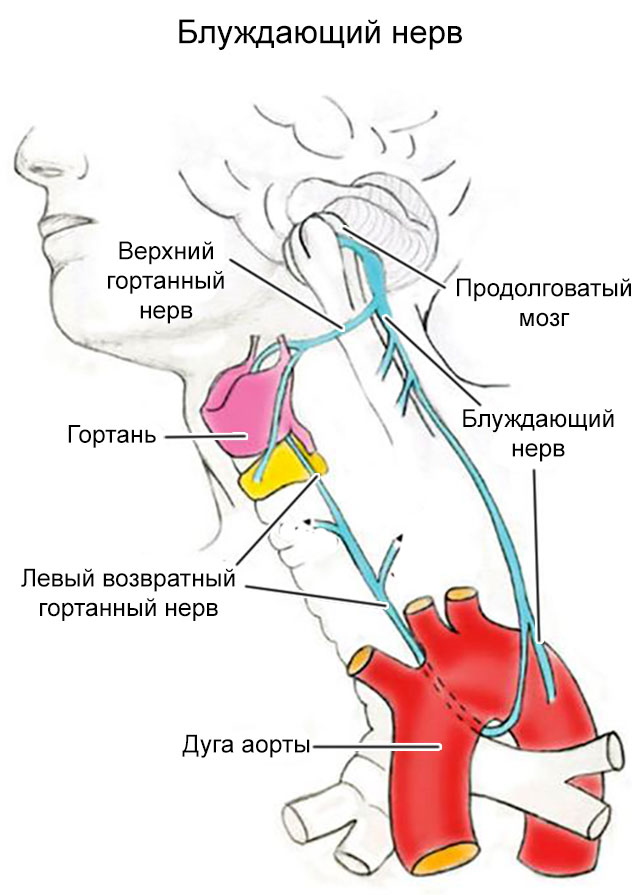 Стимулятор блуждающего нерва. Блуждающий нерв. Возвратный гортанный нерв. Левый возвратный гортанный нерв. Блуждающий нерв возвратный.