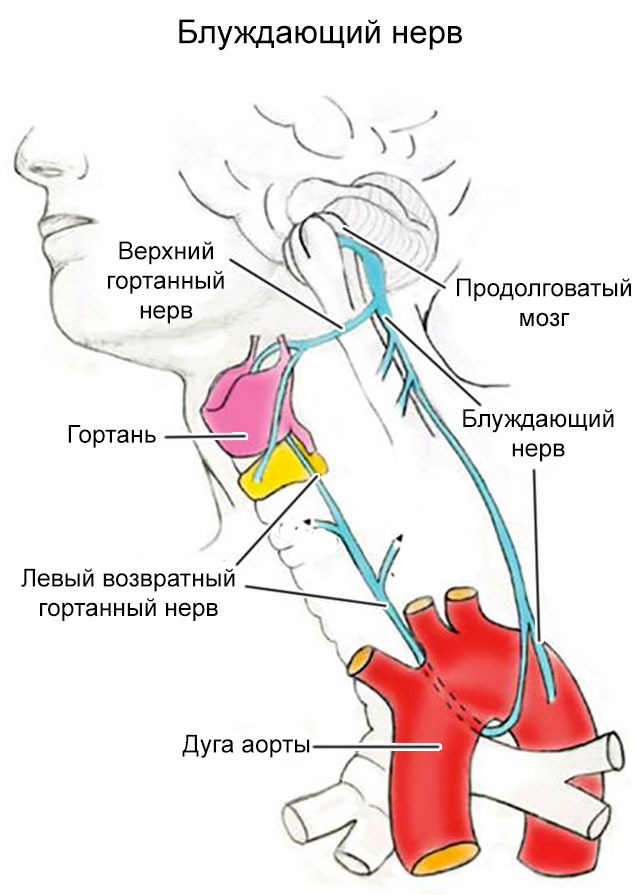 Стэнли блуждающий нерв