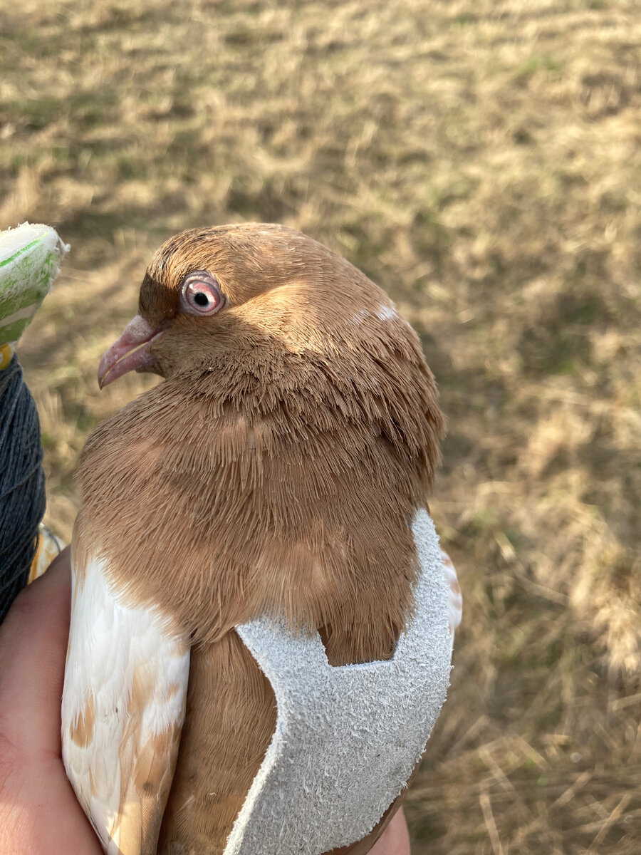 Жилетка для голубя