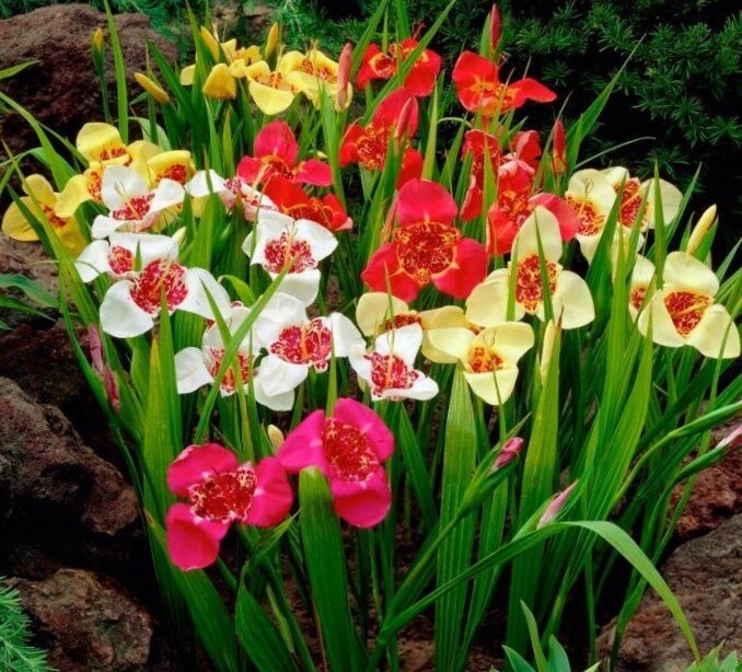 Тигридия павлинья