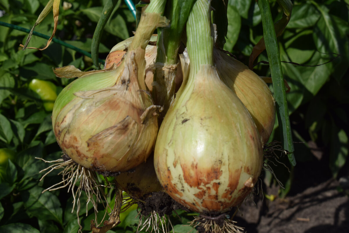 лук сорта Эксибишен(фото автора)