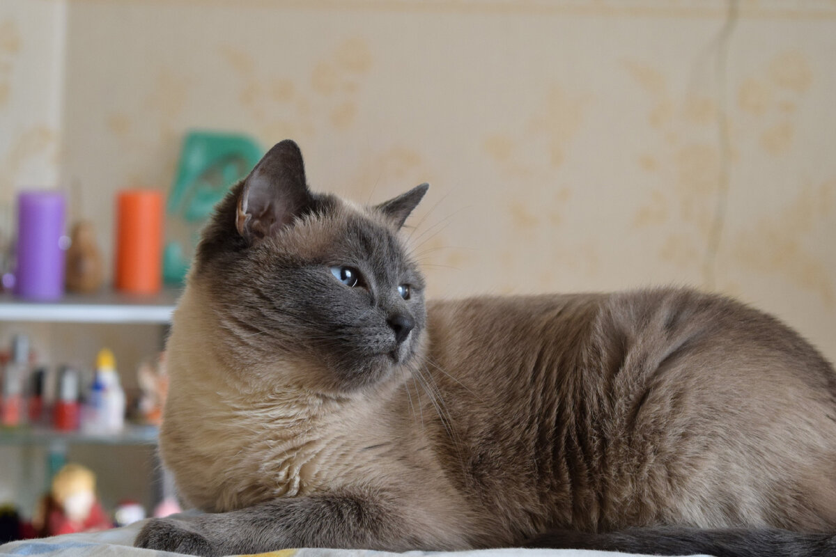 Анфиса. Моя любимица. 